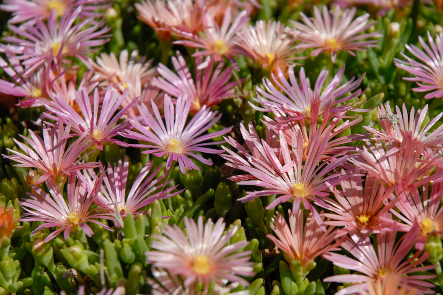 Mesa Verde Iceplant